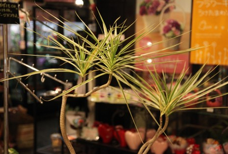 花屋さんの物日・繁忙期