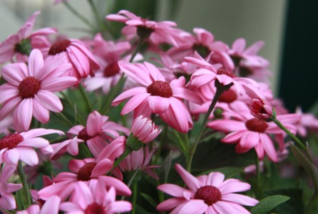 花の仕事は儲かるのか、儲からないのか、生業にできる儲けがあるのか