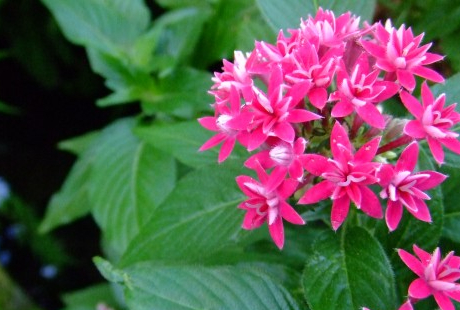 花屋さんの道具