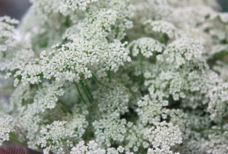 花屋さんに未経験で採用された人は、どんな順番で仕事を覚えるか