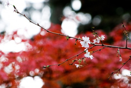 自宅でお花の教室を開く……お花の先生になるには