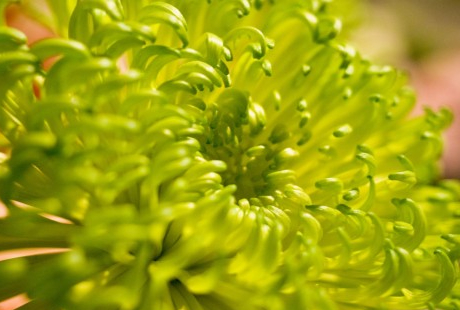 フラワーデザインや、生け花の講師募集に申し込む