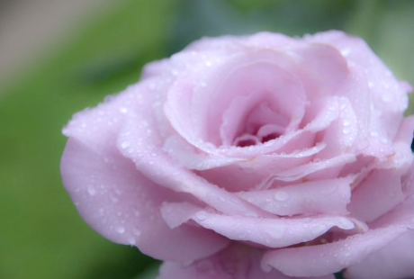 花を生ける仕事・飾る仕事は、どうやって得る?