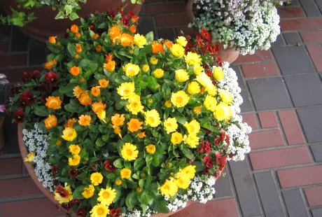 花屋さんに就職する……契約社員として就職する