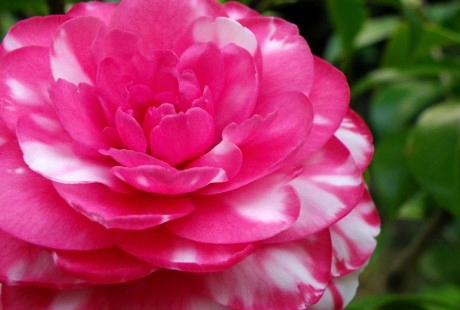 webやチラシでフラワー教室の宣伝・集客をする際の注意点