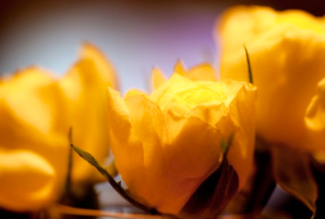 花屋の、事務職その他の仕事内容について