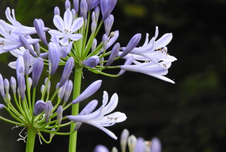 葬儀・祭壇装花の仕事