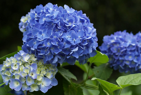 自宅外に花の教室を開く