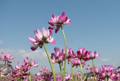 花の講師の仕事を紹介してもらう