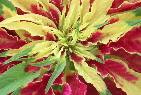 華道家になると、どんな仕事ができる?