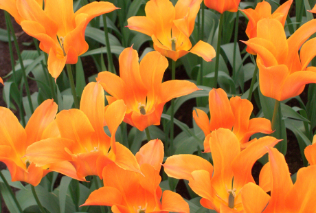 フラワーアレンジメントのプロになる道筋