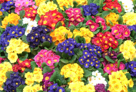 花の先生にかかわりのある季節のイベント