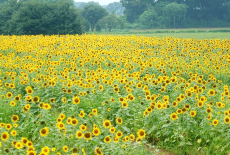 花の先生の廃業理由