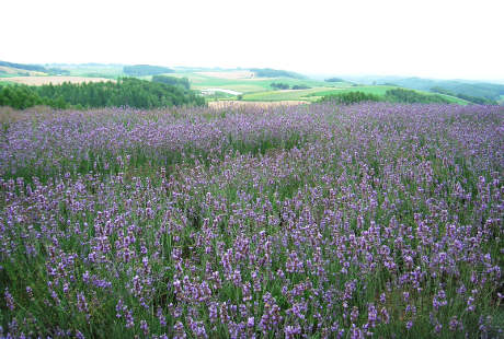 花の世界には、ボランティア仕事が多い