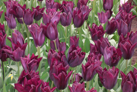 花の先生の感染症対策