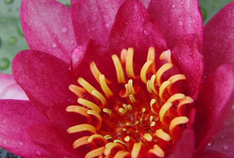 花の先生の年齢……何歳までなれる? 何歳まで続けられる?