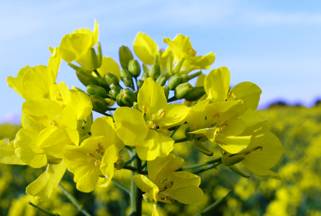 花の先生に資格は必要なのか?
