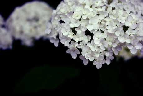 花を生ける仕事(=生け込みの仕事)でもらうクレーム