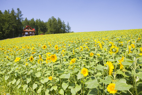 有名な花のプロのサイトやsnsのリンク集