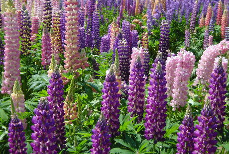 海外で花の仕事をする