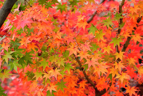 花の仕事から別の仕事へ……