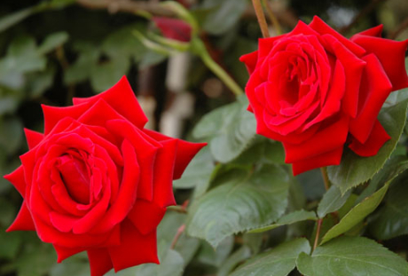 花の先生のwebサイト・snsの必要性