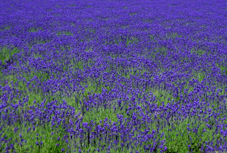 花の先生がもらうかもしれないクレーム