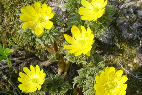 花の先生にまつわる都市伝説