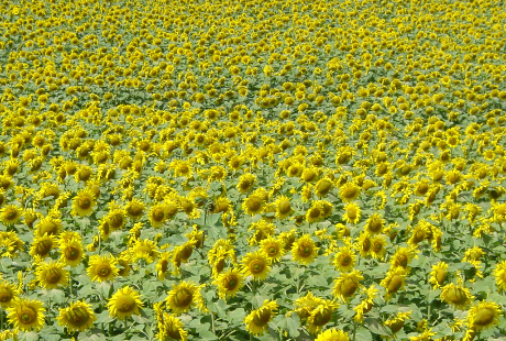 花のリゾバ(リゾートバイト)